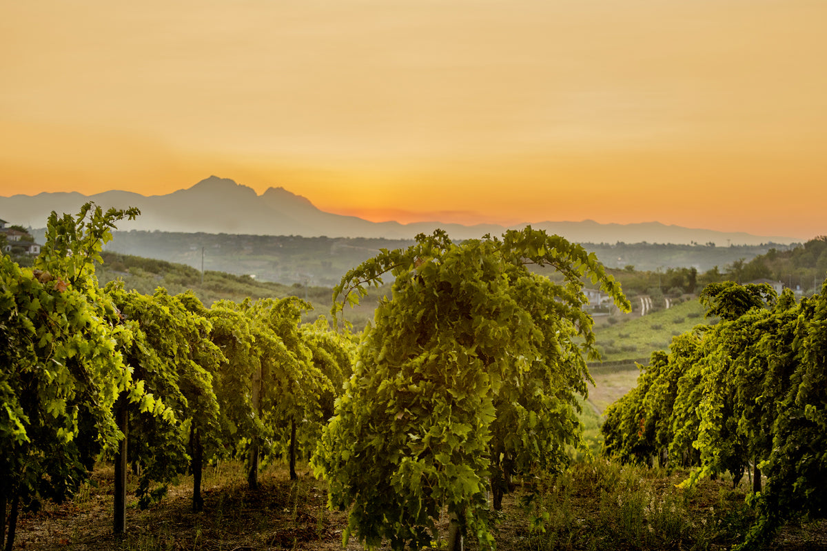 Abruzzen Tenuta I Fauri