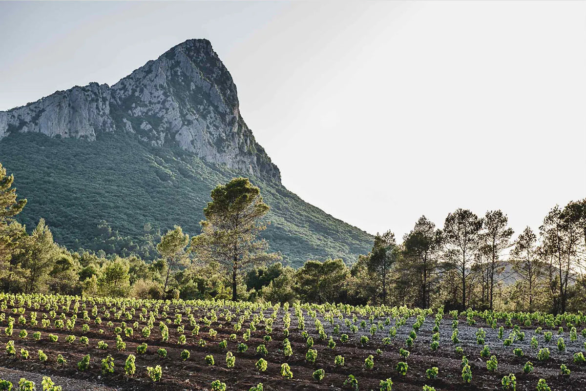 Domaine de L´Hortus
