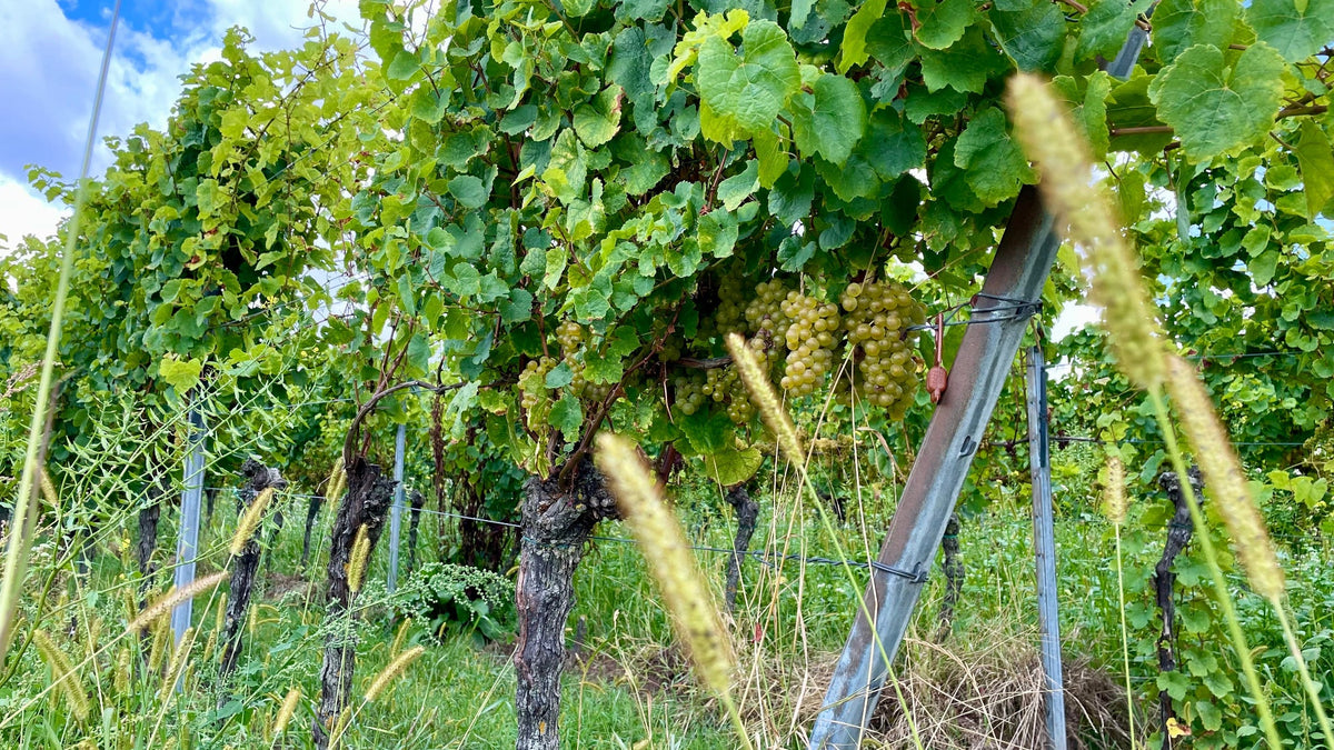 Bio-Wein und Bio-Genuss