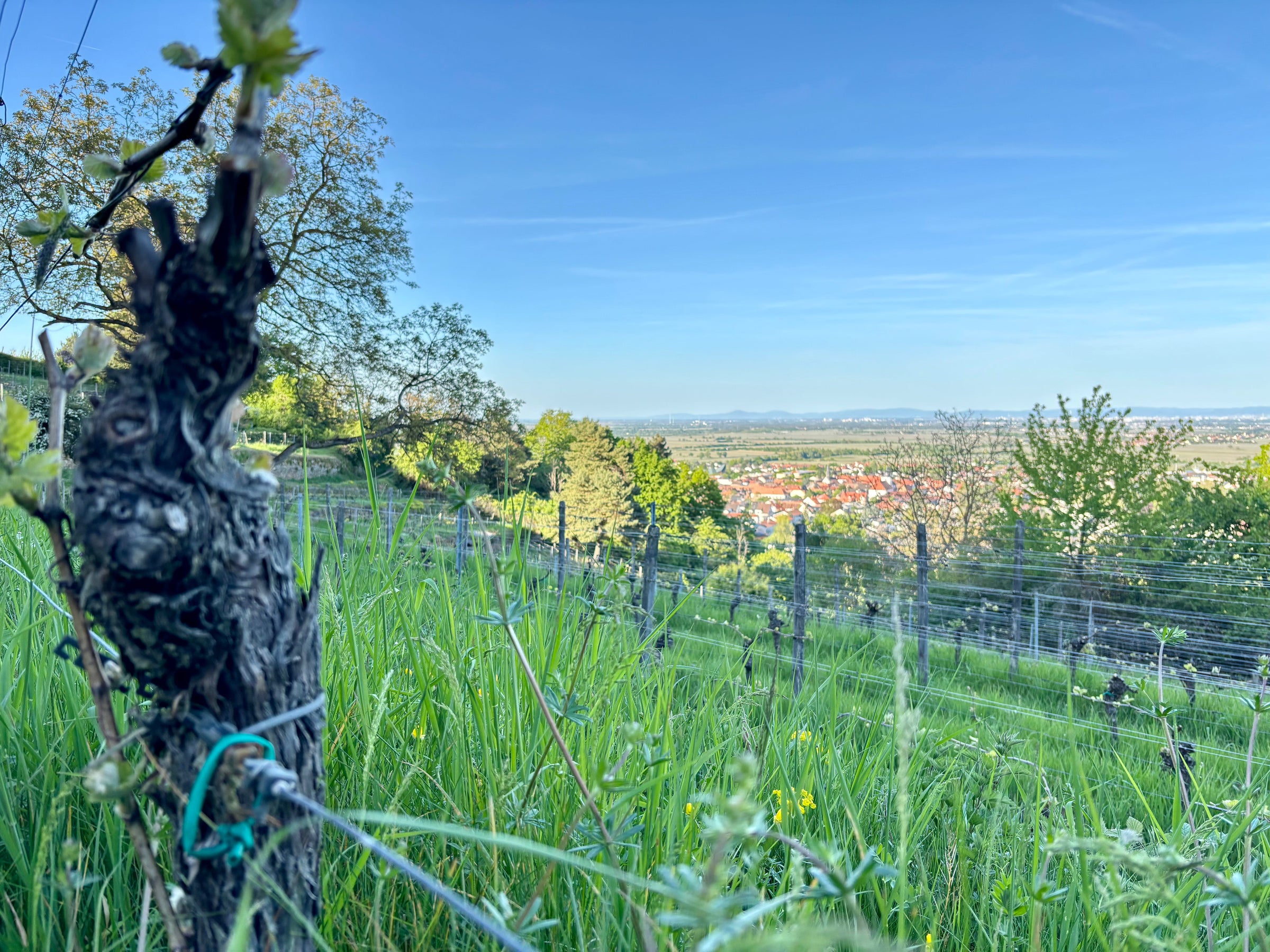 Pfalz