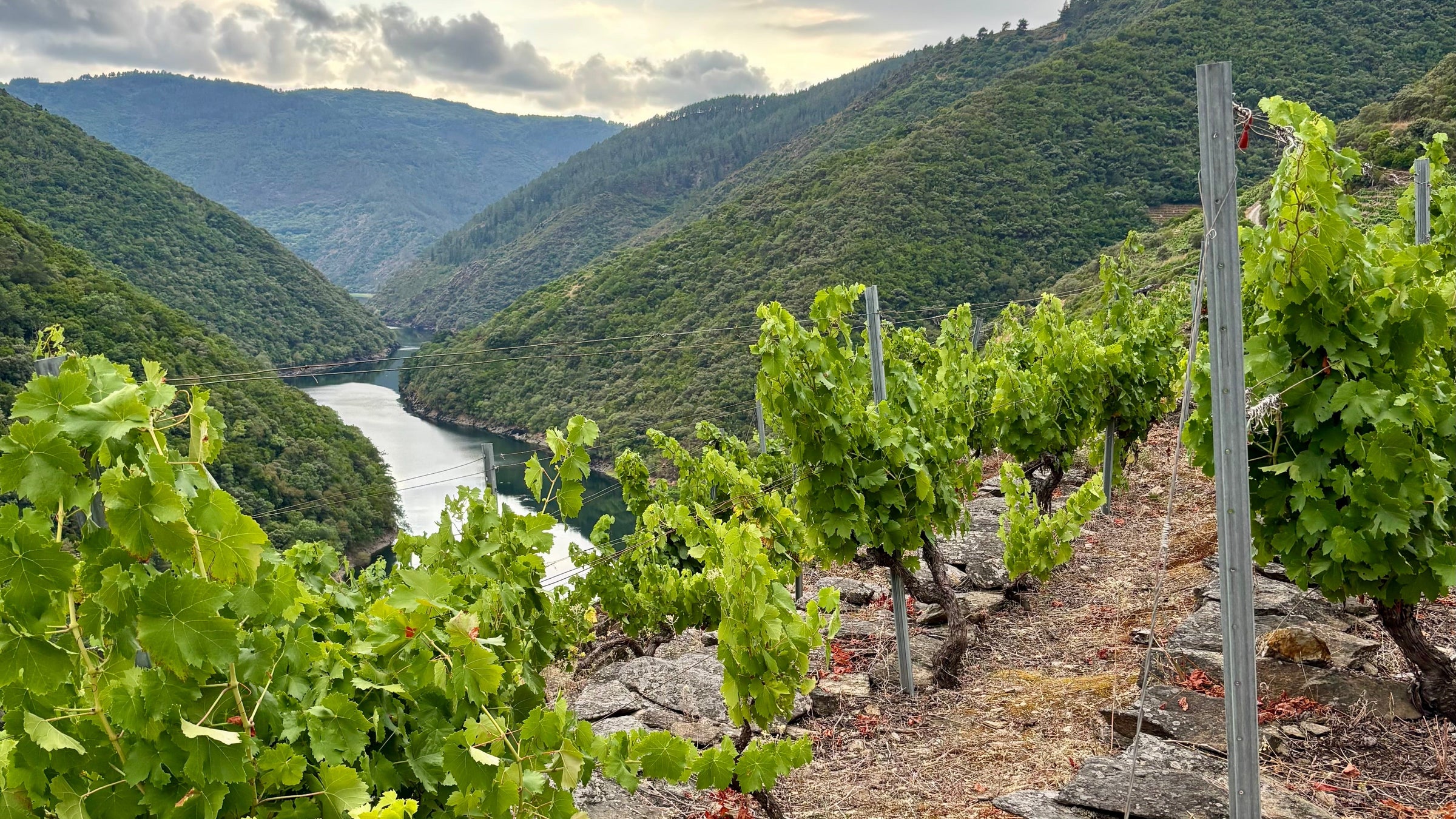 Mencia