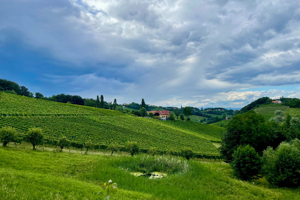 Morillon Chardonnay