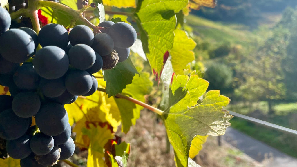 Pinot Noir
