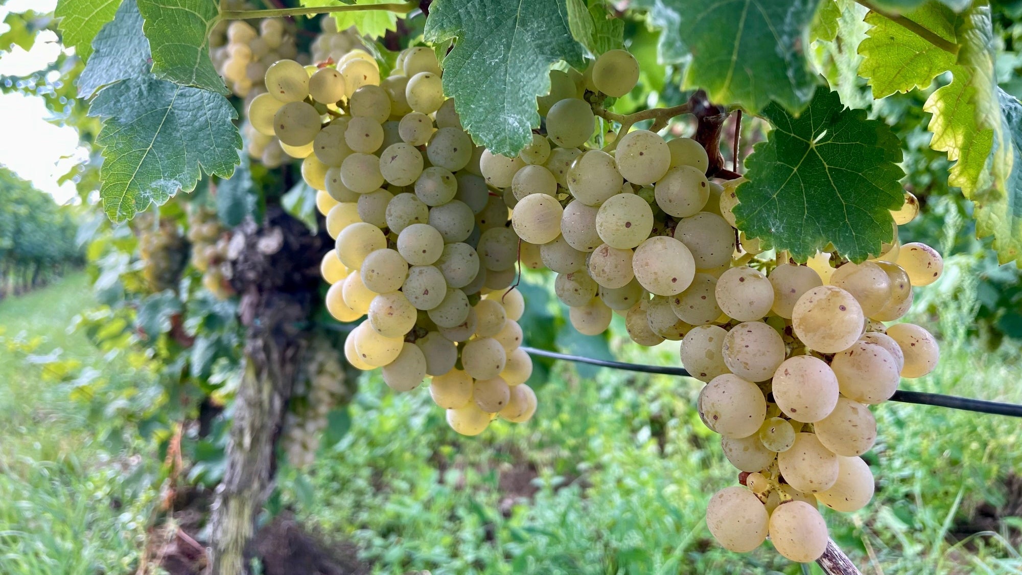 Riesling