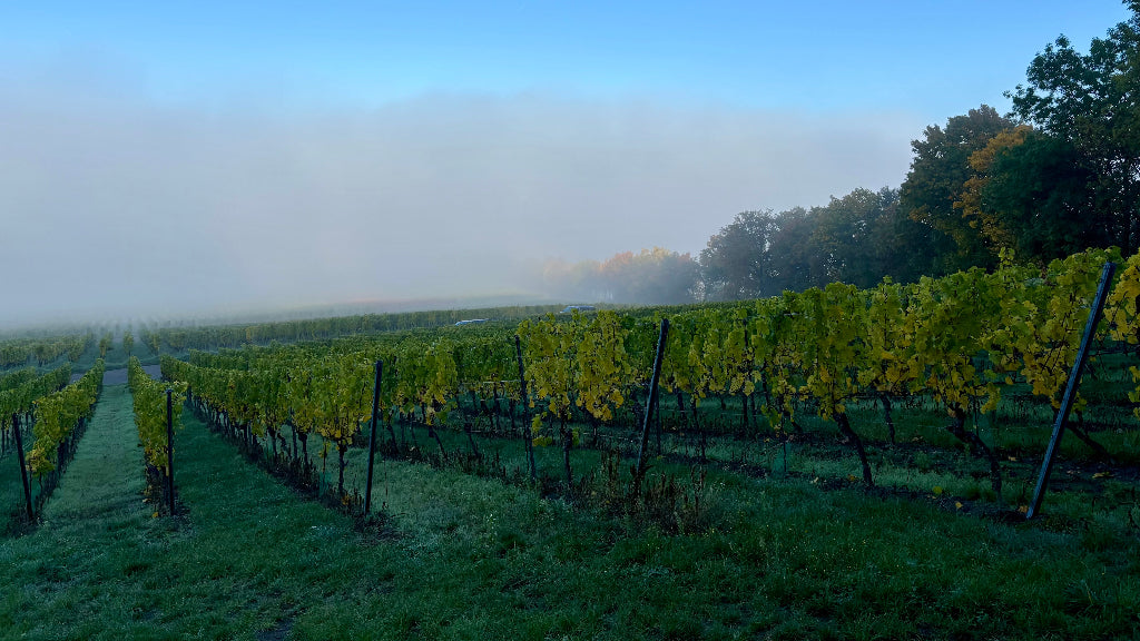 Silvaner