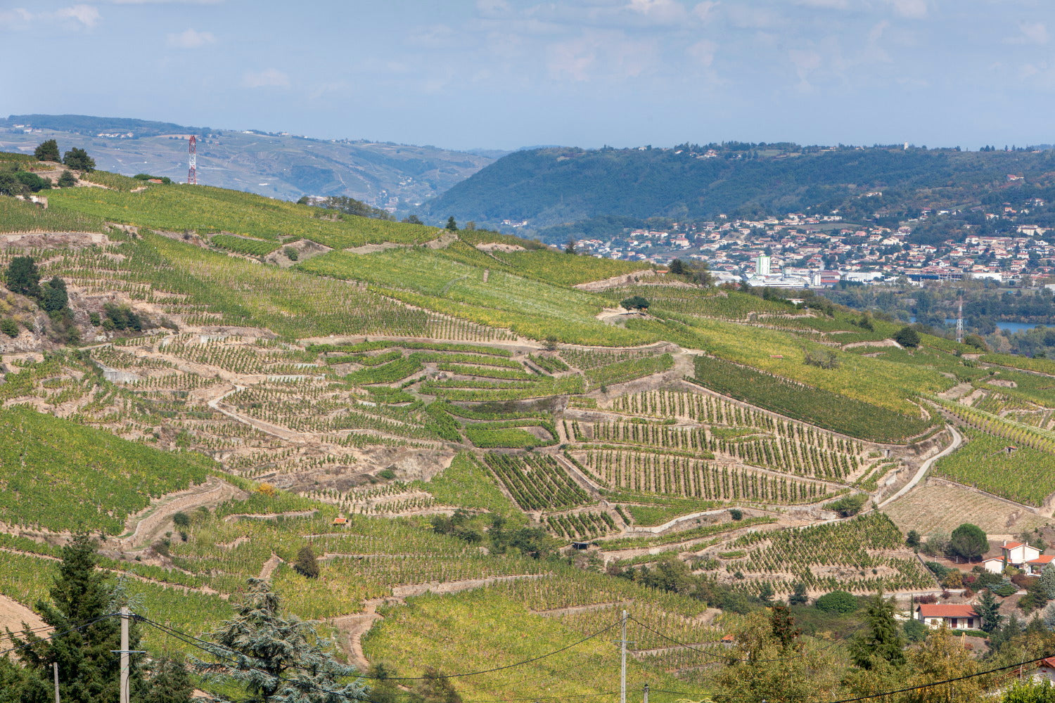 Syrah
