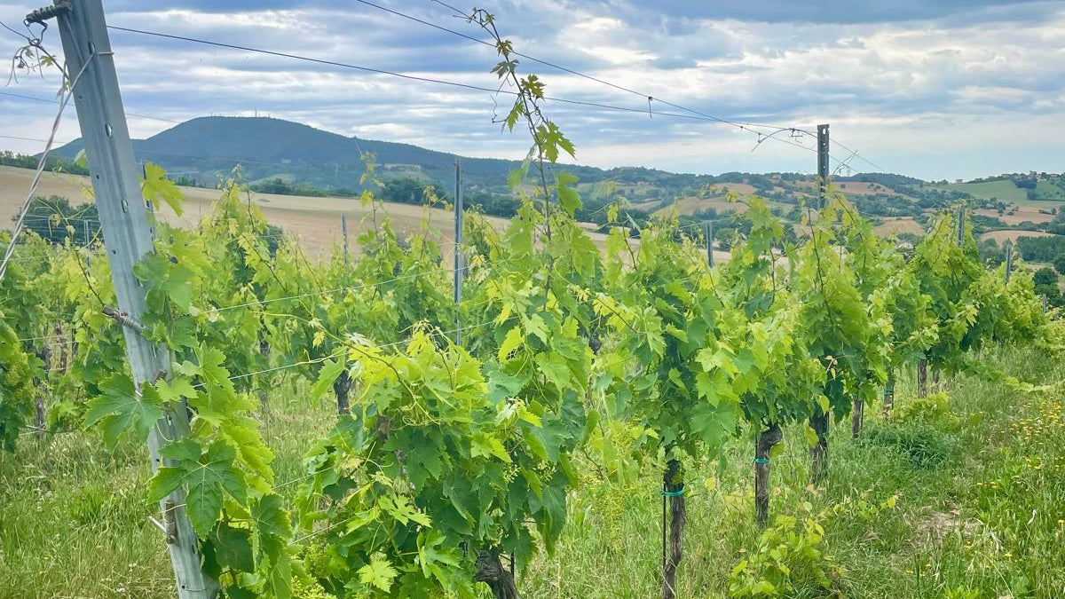 Verdicchio
